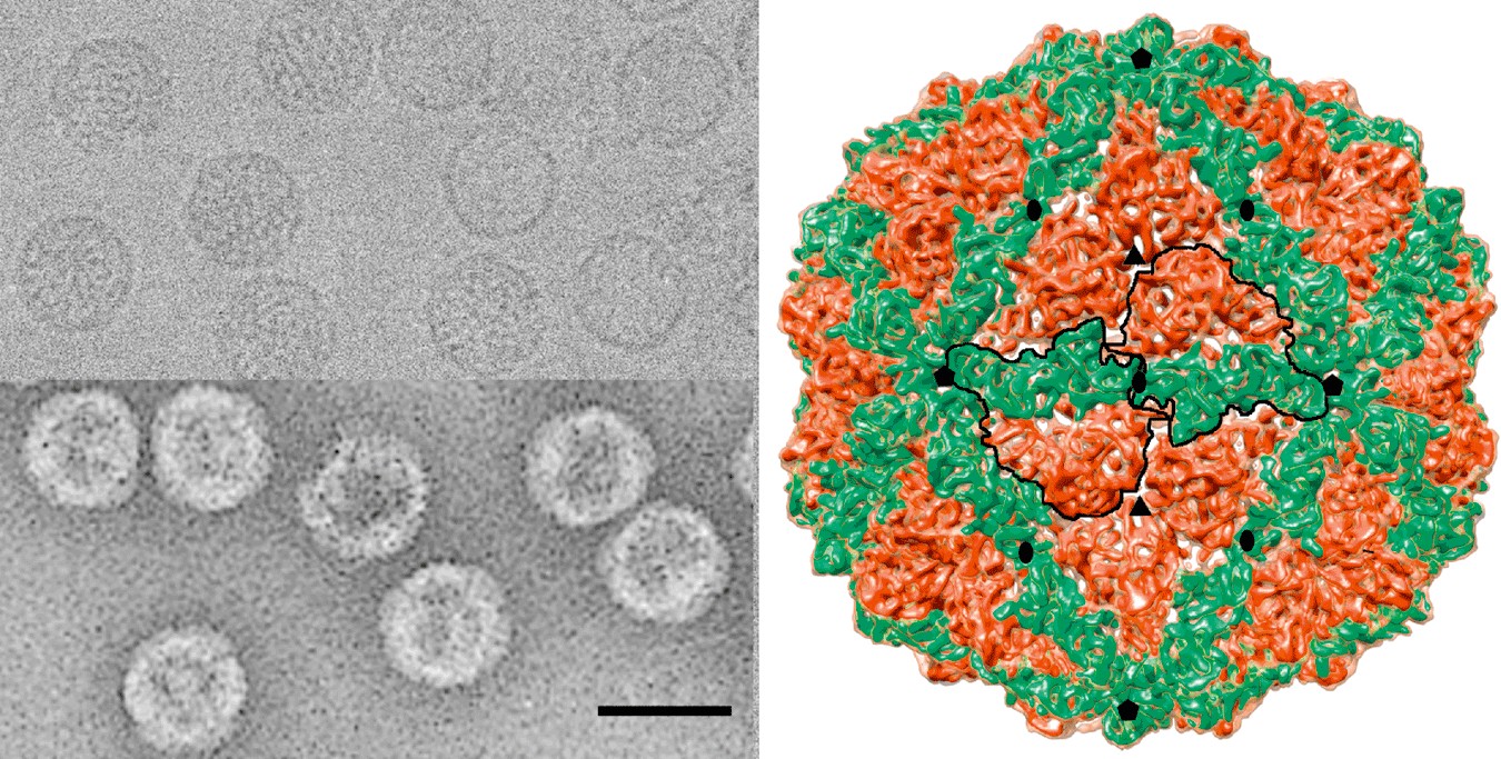 Представитель Семейства Chrysoviridae